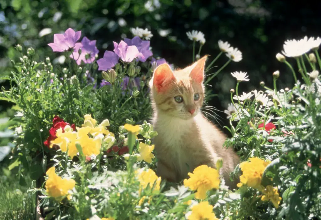 orange kitten sitting in flower bed 052c40cdd3e04c6d8926baec3e6ab53b