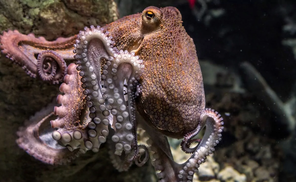 12 ungewöhnliche Fakten über Kraken, die Sie wissen müssen!