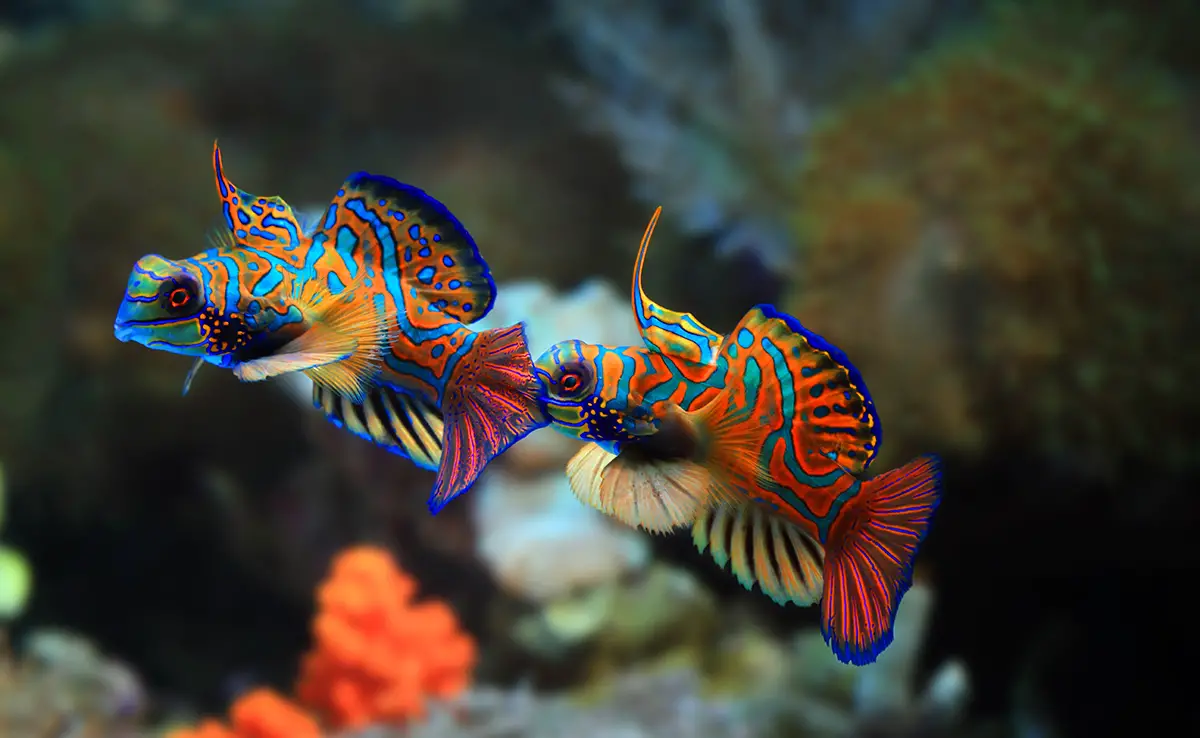 Mandarinfisch, Meeresfisch mit 1000 Farben