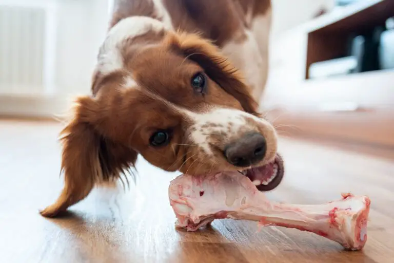 que huesos pueden comer los perros