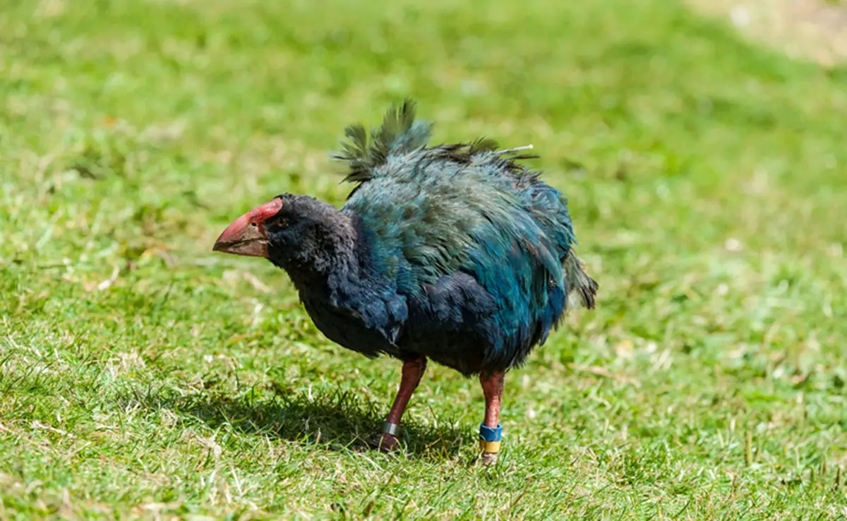 Südlicher Takahé, prähistorischer Vogel aus Neuseeland!