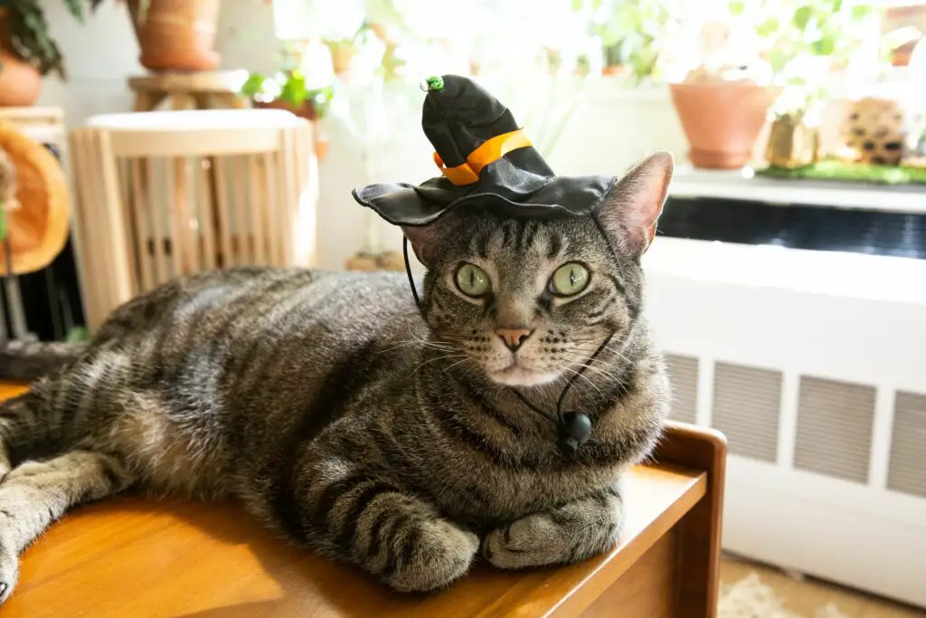 witch themed names for cats 5216345 hero 98afe77a406f4e889bbba793b6e5c215