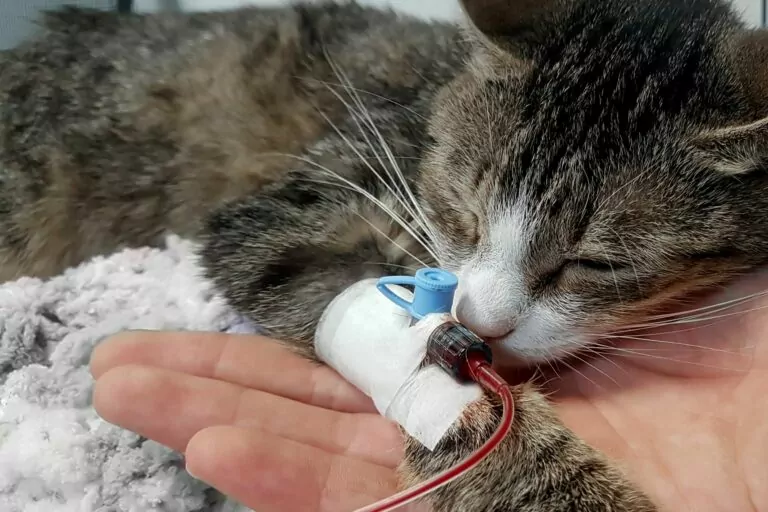 Donacion de sangre para gatos