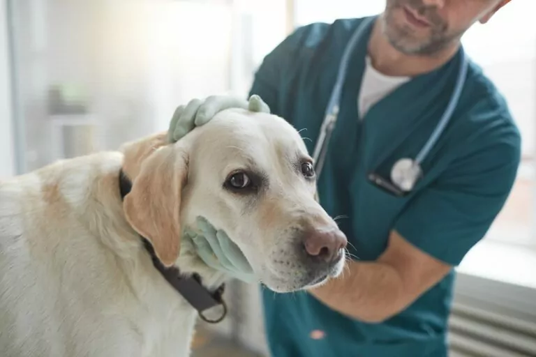 Enfermedades autoinmunes en perros