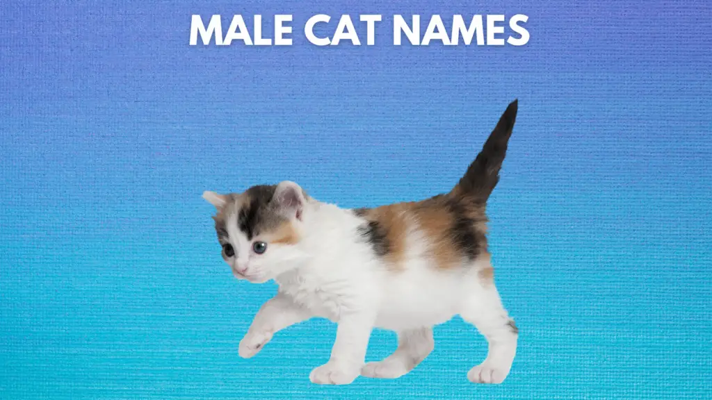FEATURED MALE CAT NAMES