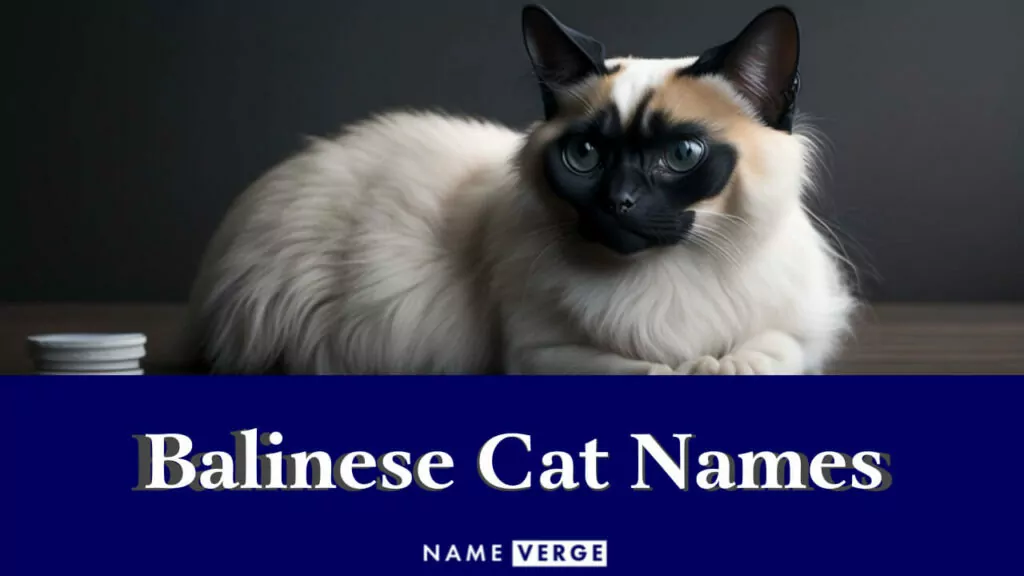 balinese cat names
