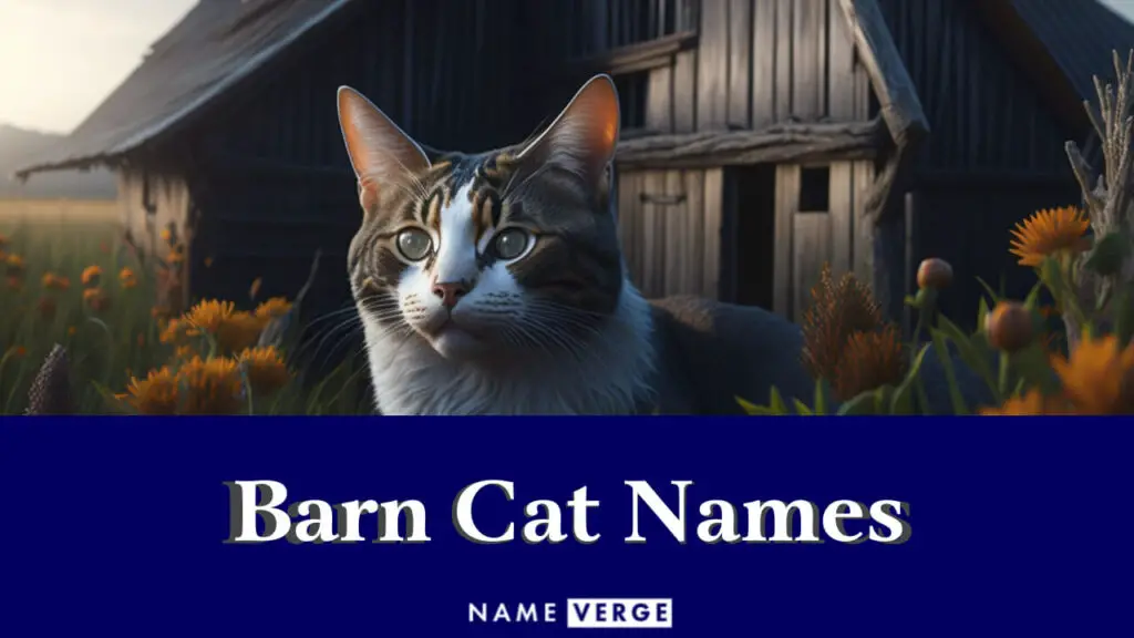 barn cat names