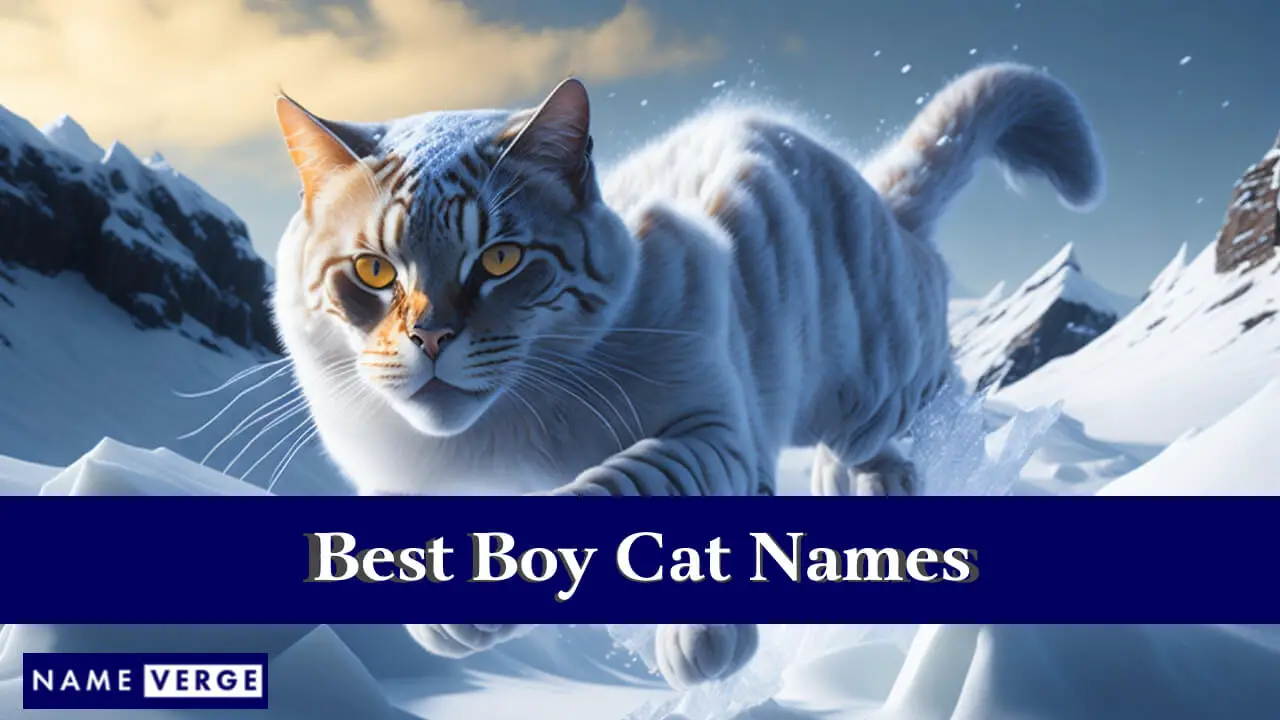 Die besten Katzennamen für Jungen