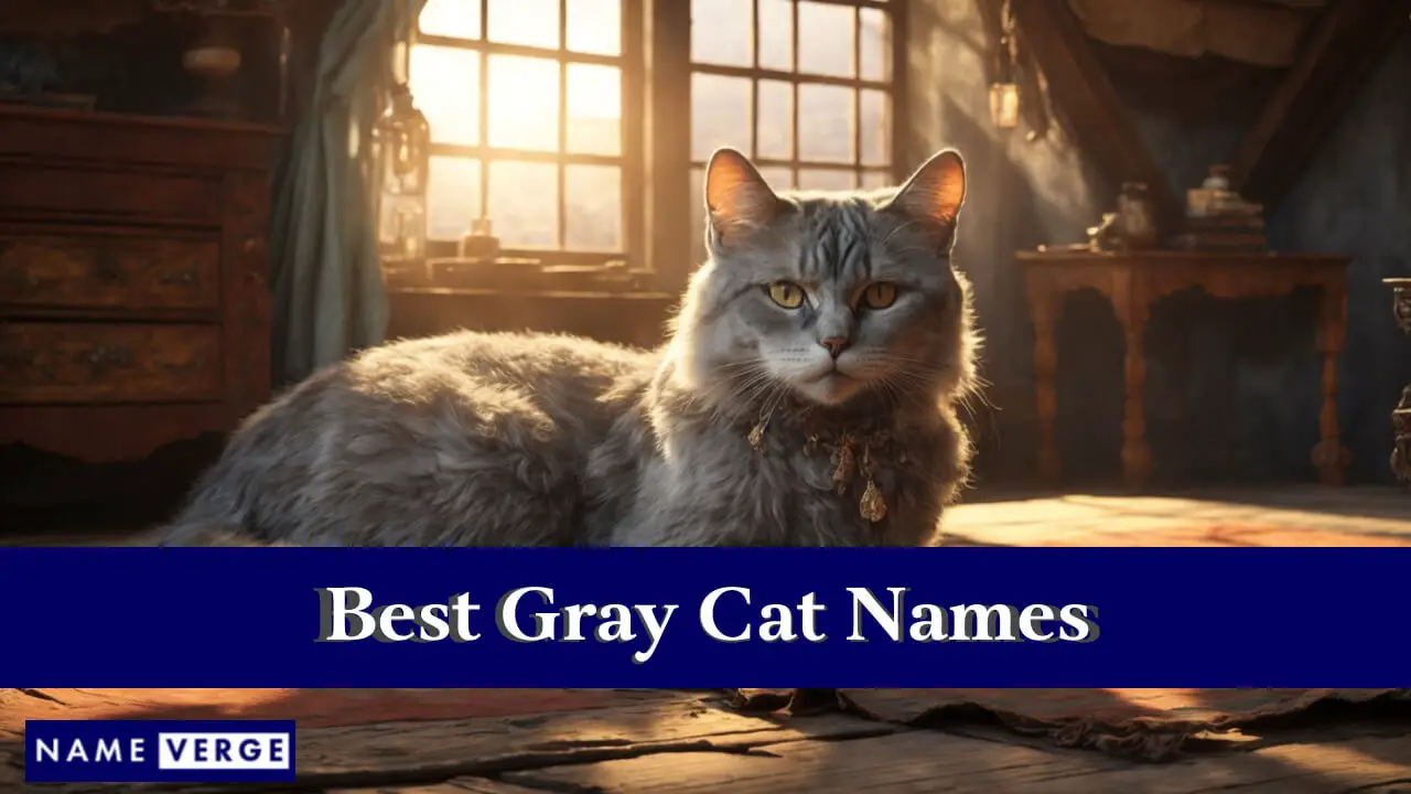 Die besten Namen für graue Katzen