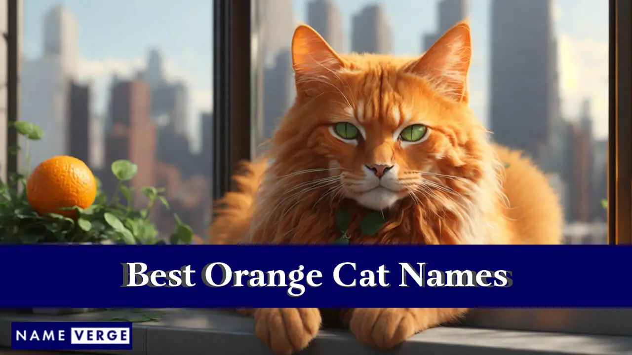 Die besten orangefarbenen Katzennamen