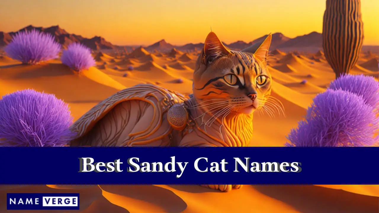 Die besten Sandy-Katzennamen