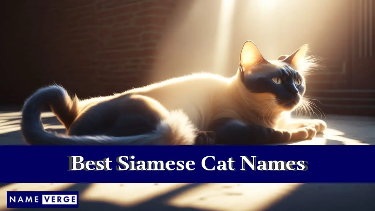 Die besten Namen für siamesische Katzen