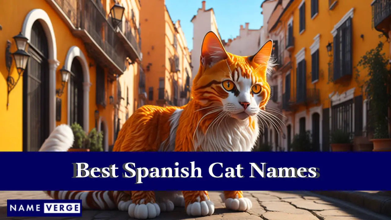 Beste spanische Katzennamen