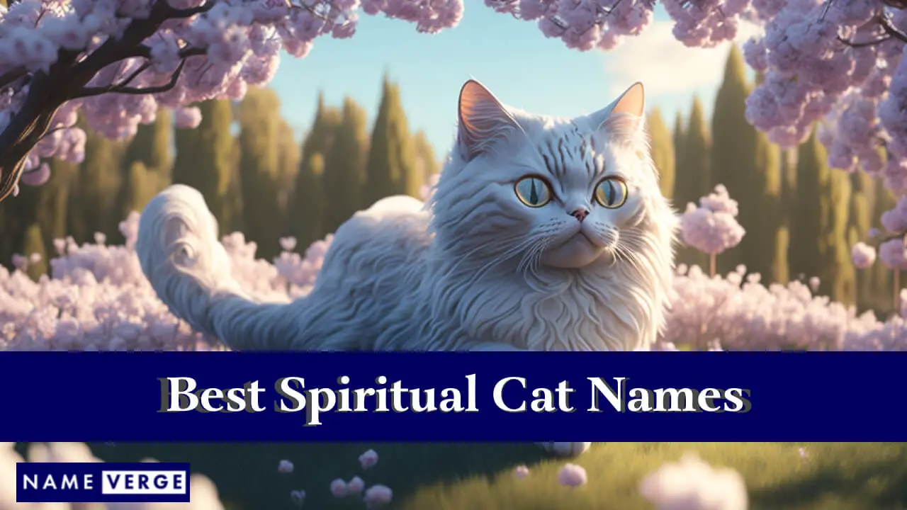 Die besten spirituellen Katzennamen