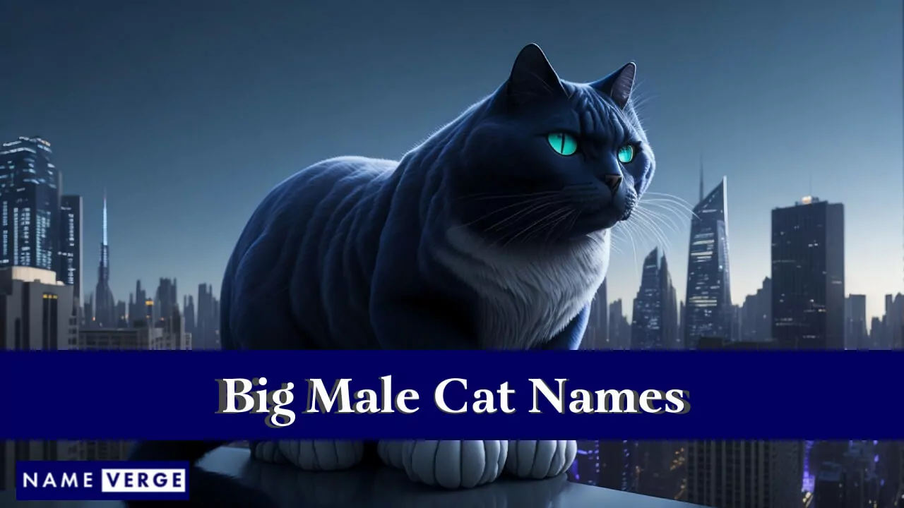 Namen großer männlicher Katzen