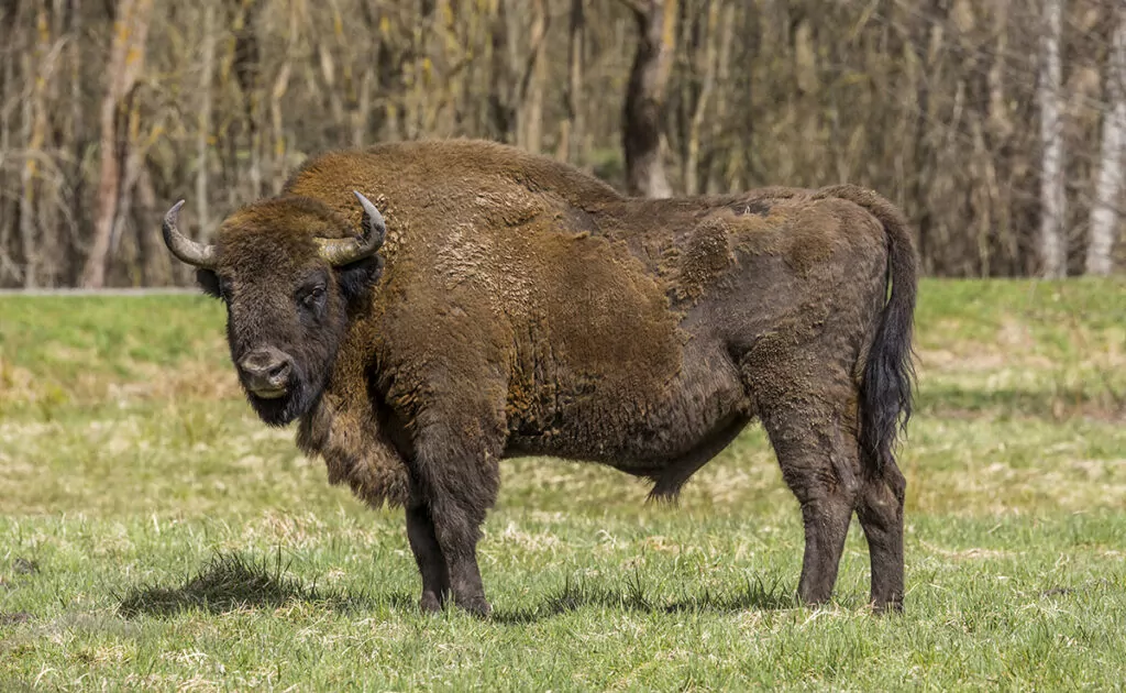 bison europe 165238 1200 738