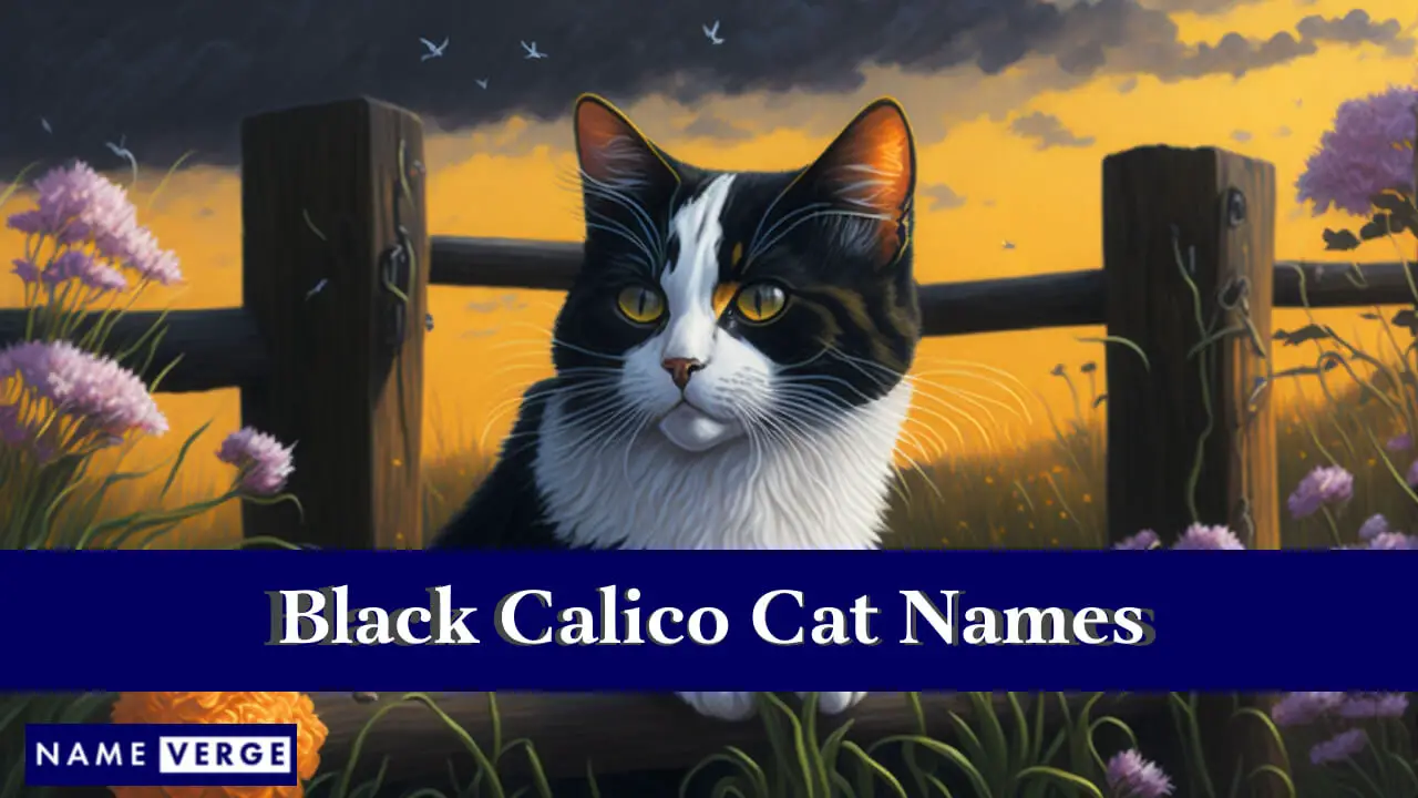Namen für Black Calico-Katzen