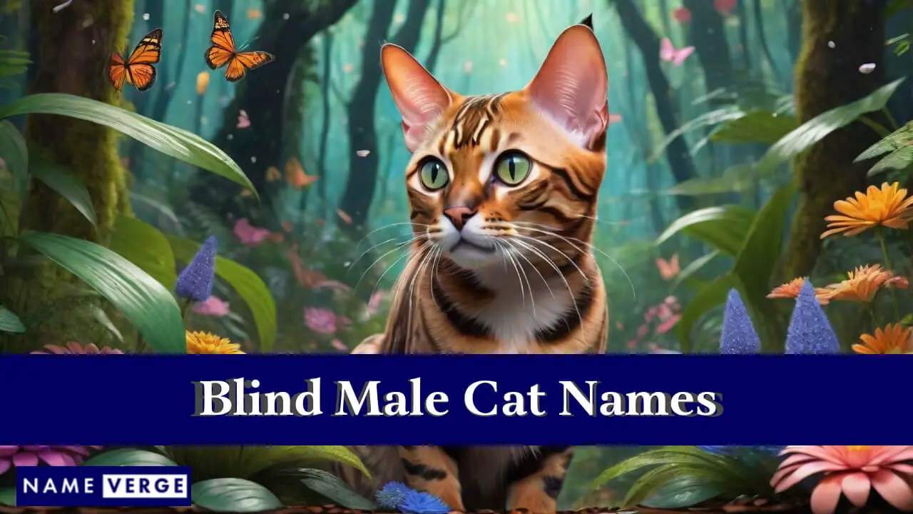 Blinde männliche Katzennamen