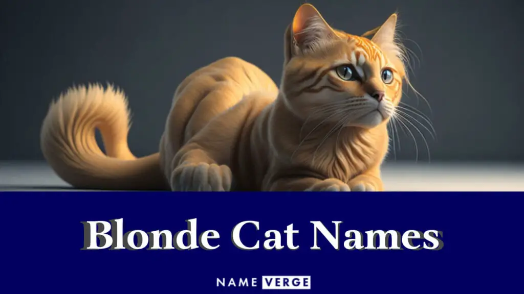 blonde cat names