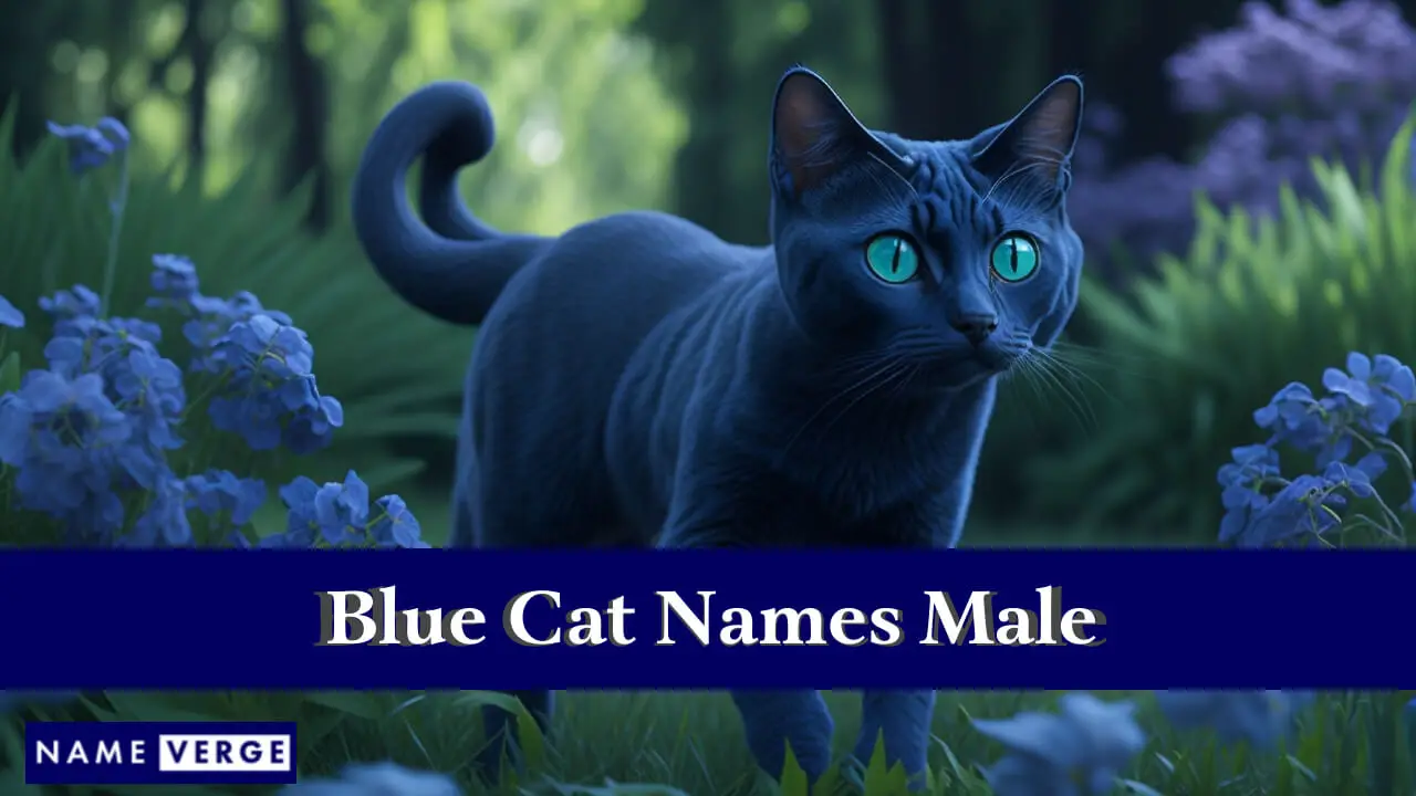 Blaue Katzennamen männlich