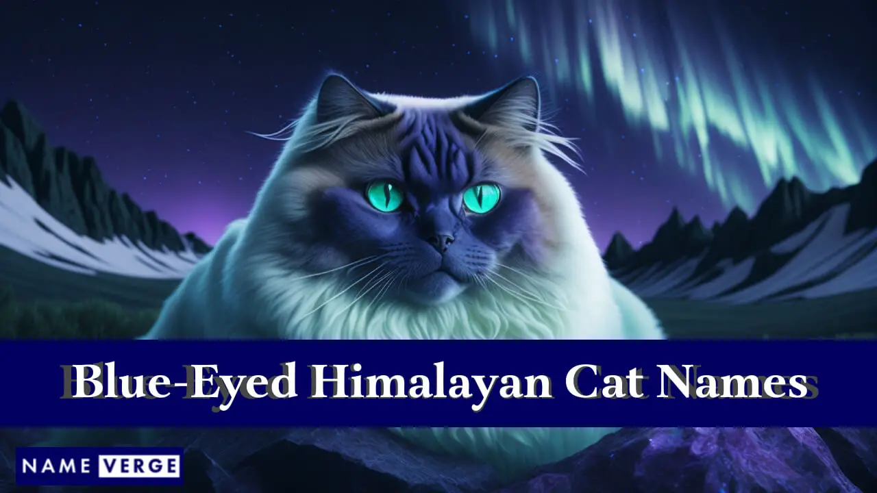 Namen für blauäugige Himalaya-Katzen