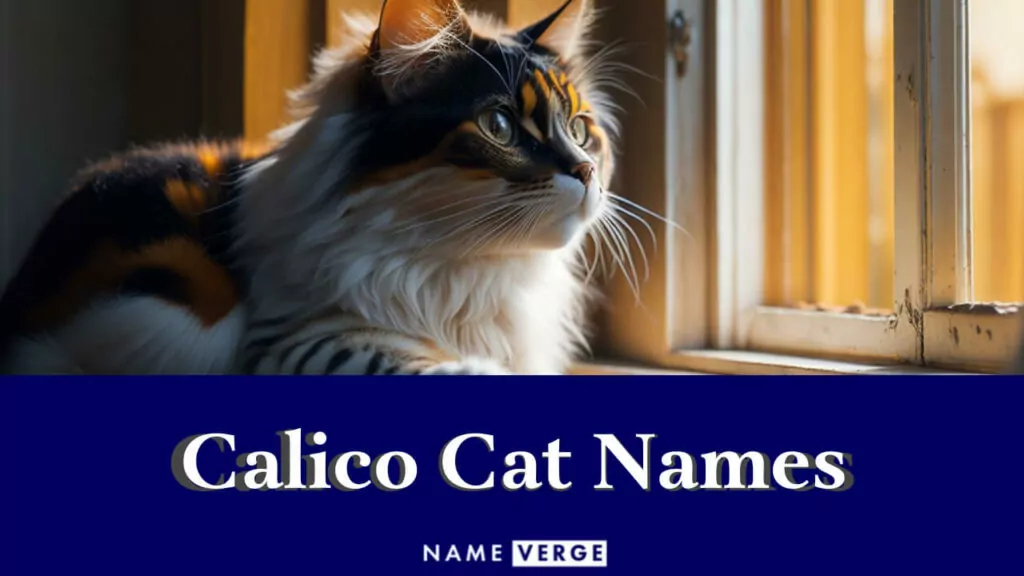 calico cat names