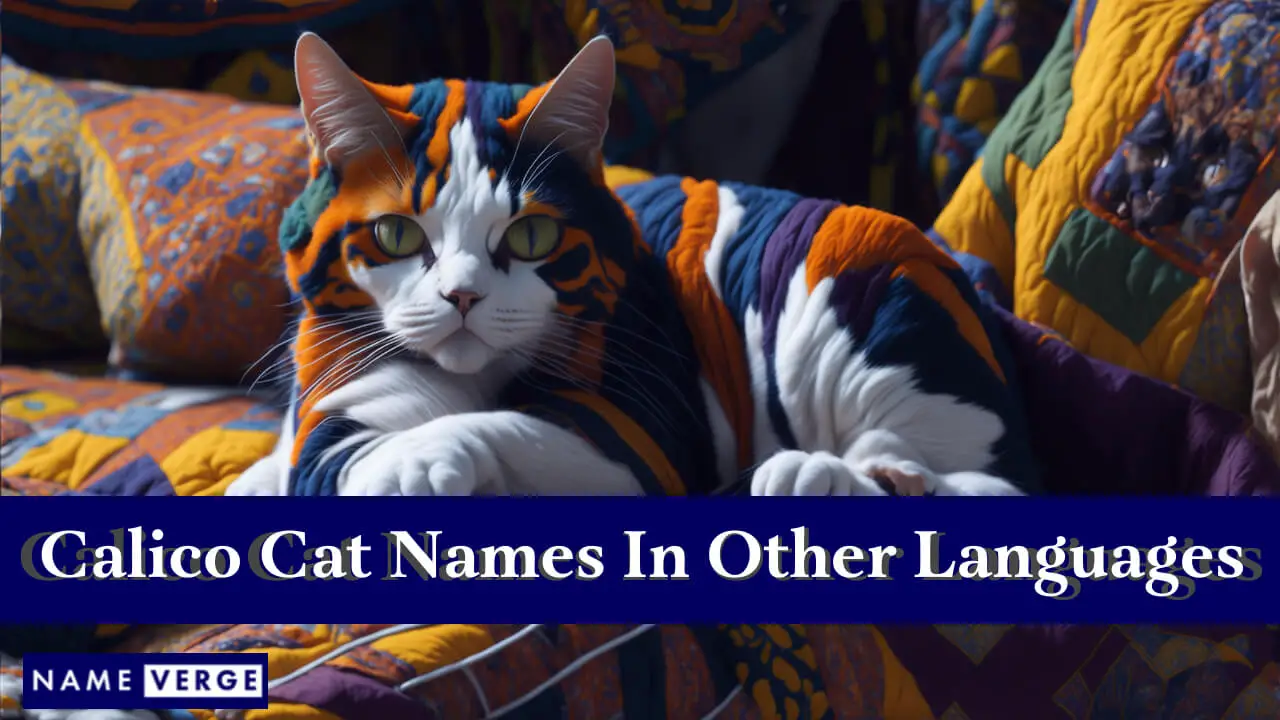 Calico-Katzennamen in anderen Sprachen