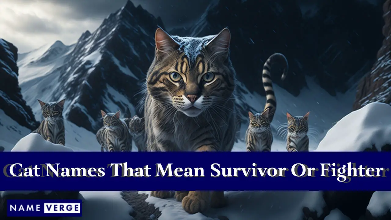 Katzennamen, die Überlebende oder Kämpfer bedeuten