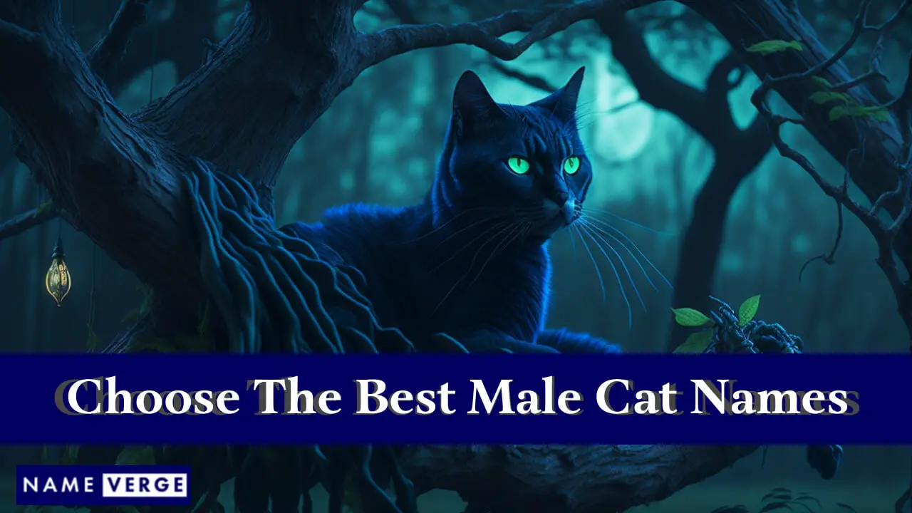 Tipps zur Auswahl des besten Namens für männliche Katzen