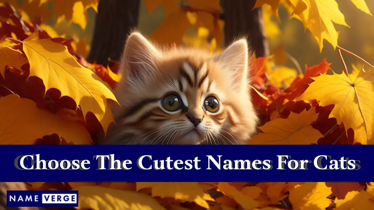 Tipps zur Auswahl der süßesten Namen für Katzen