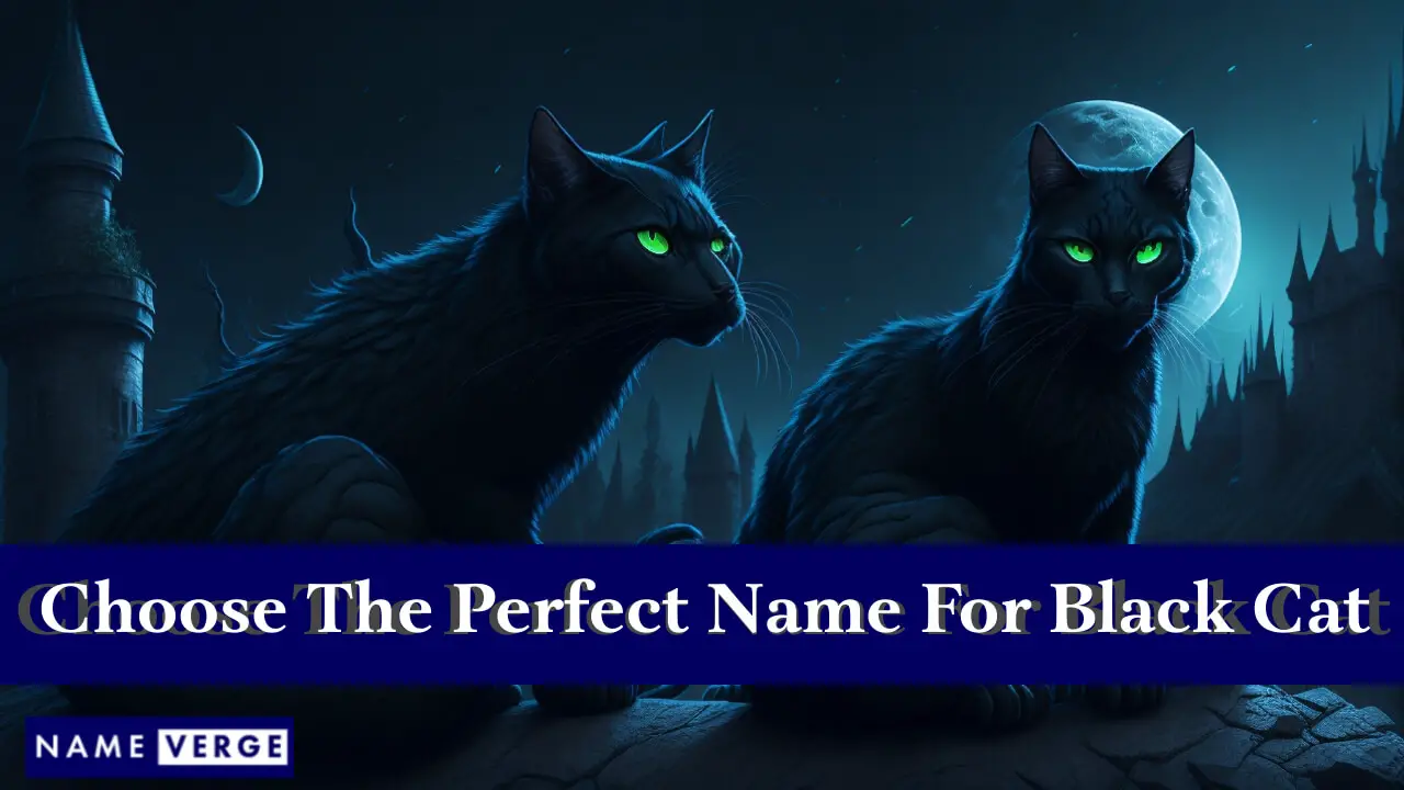 Tipps zur Auswahl des perfekten Namens für die schwarze Katze