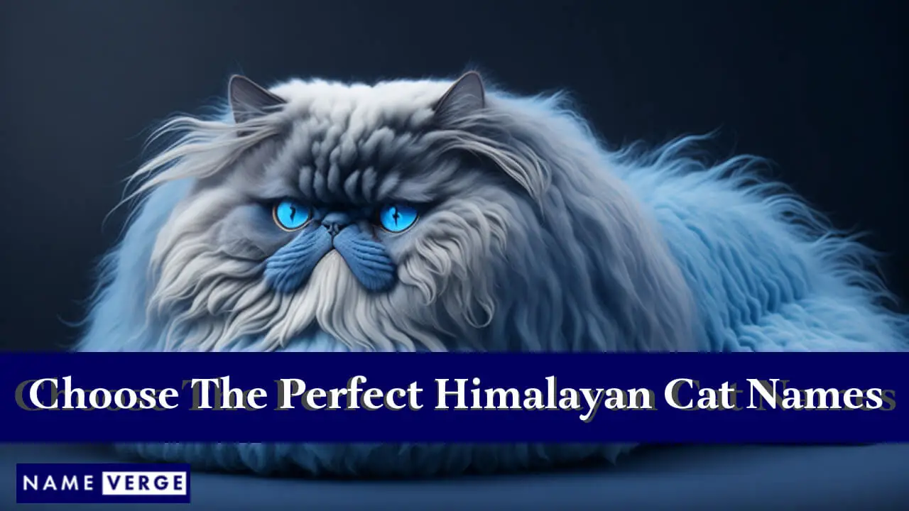 Tipps zur Auswahl der perfekten Himalaya-Katzennamen