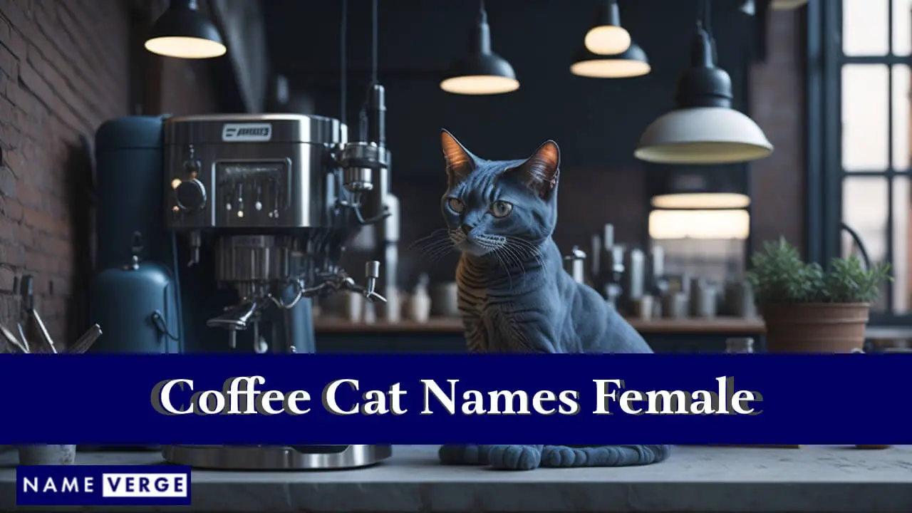 Kaffeekatzennamen weiblich