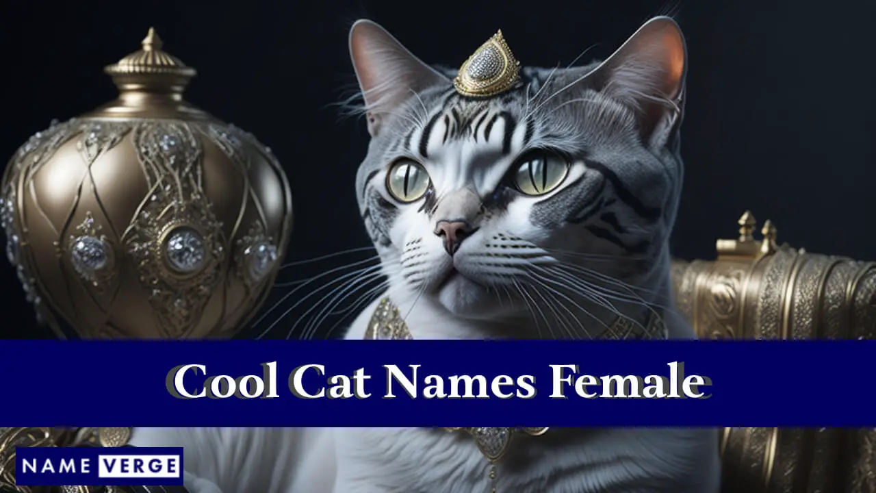 Coole Katzennamen für Frauen