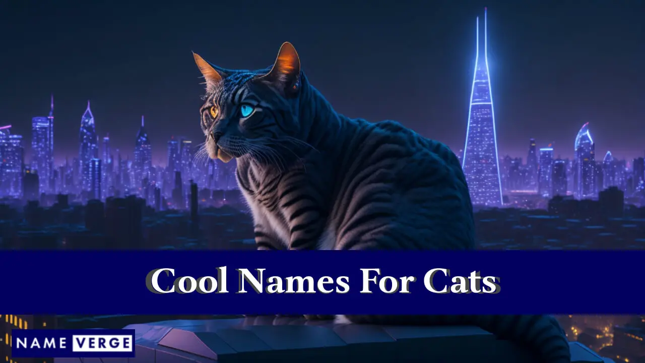 Coole Namen für Katzen