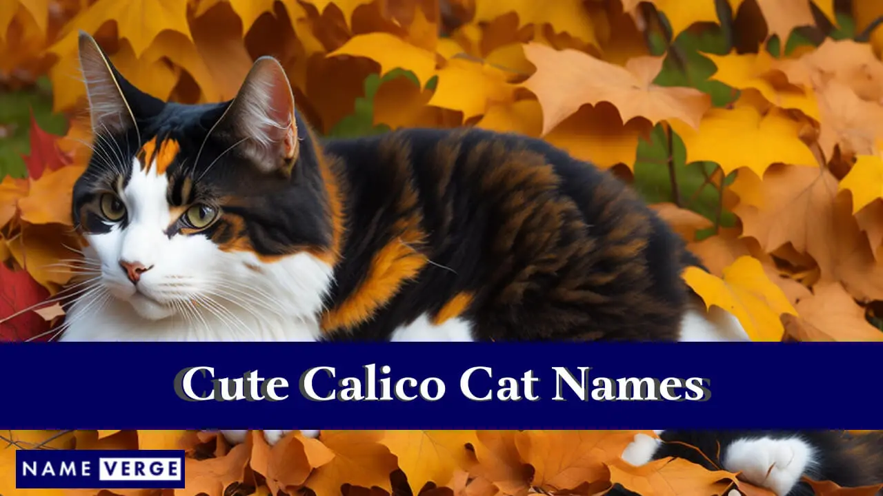 Süße Calico-Katzennamen