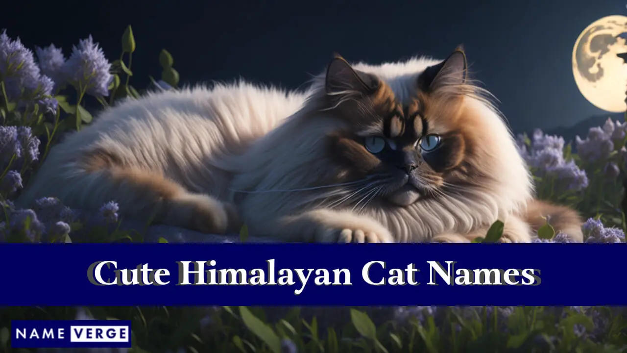 Süße Himalaya-Katzennamen
