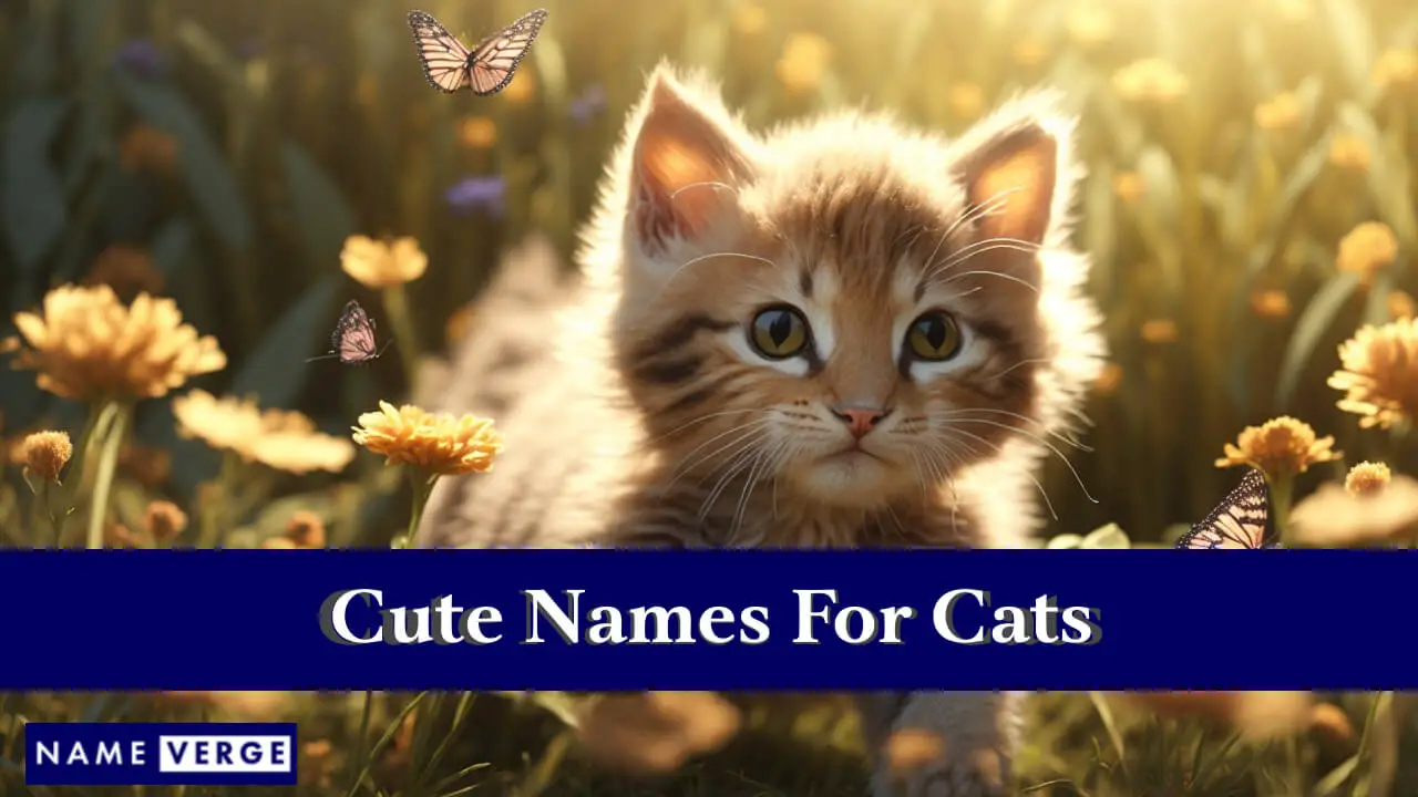 Süße Namen für Katzen