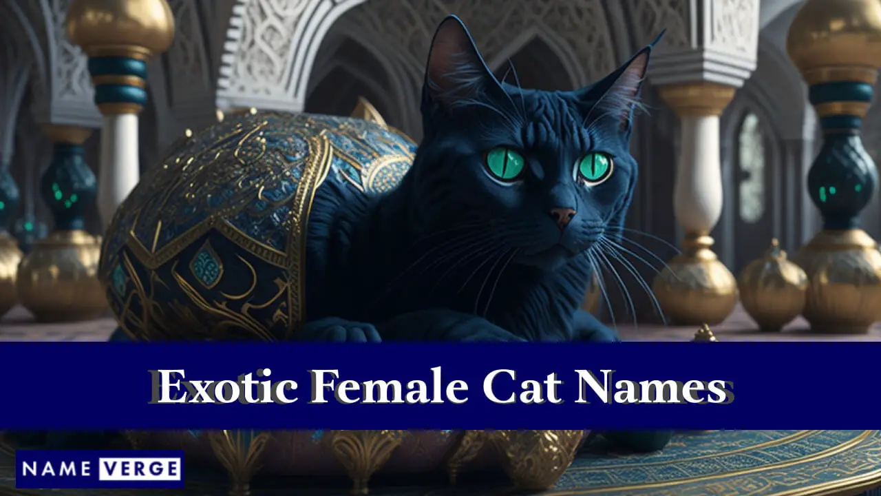 Exotische weibliche Katzennamen