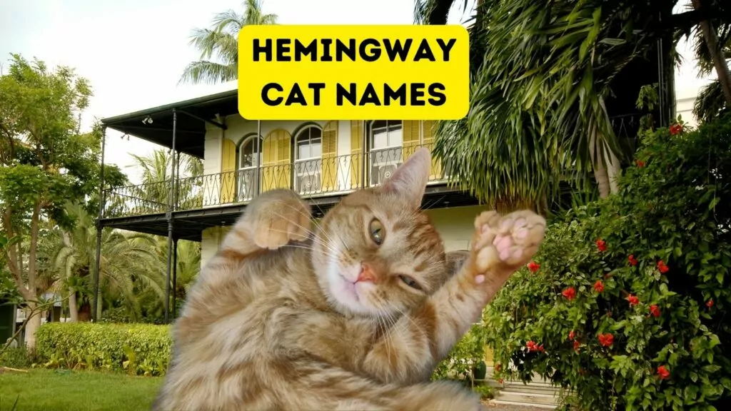 feature hemingway cat