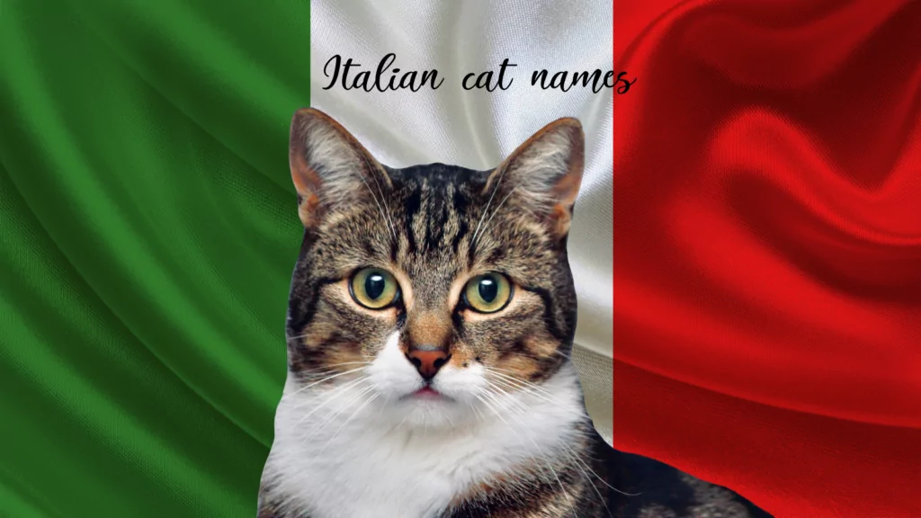 featured Italian cat names