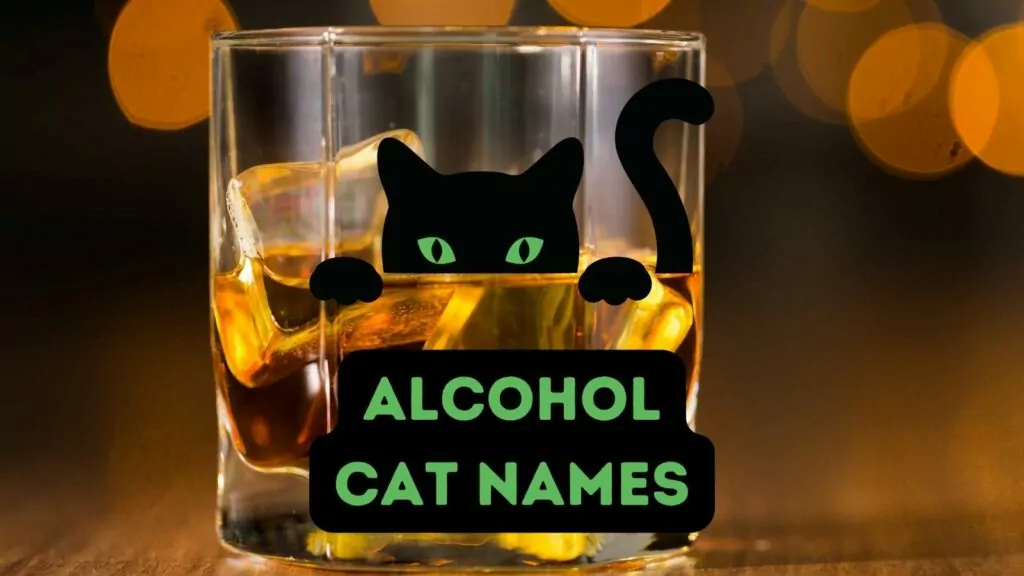 featured alcohol names for cats