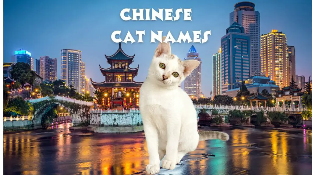 featured chinese cat names