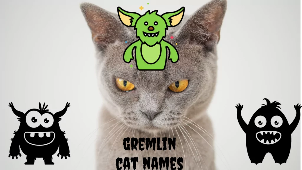 featured gremlin cat names
