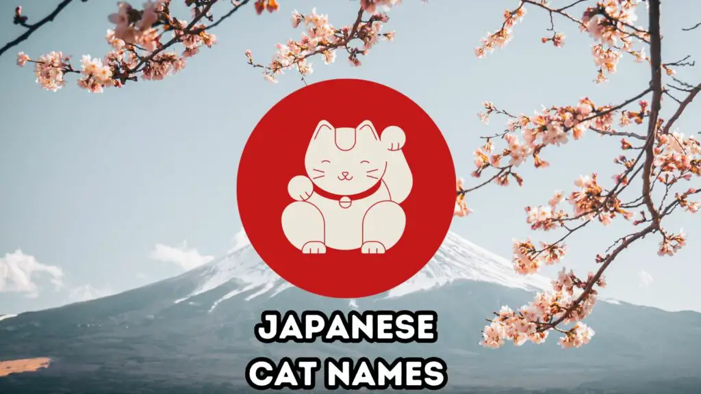featured japanese cat names