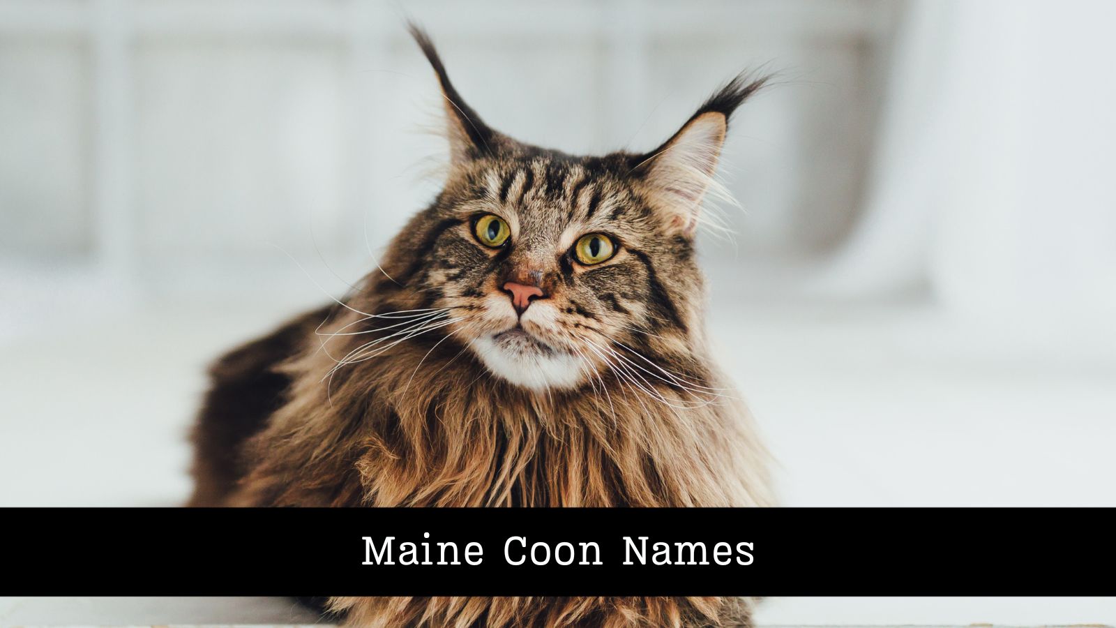 Über 170 Namen Für MaineCoonKatzen Pet YOLO