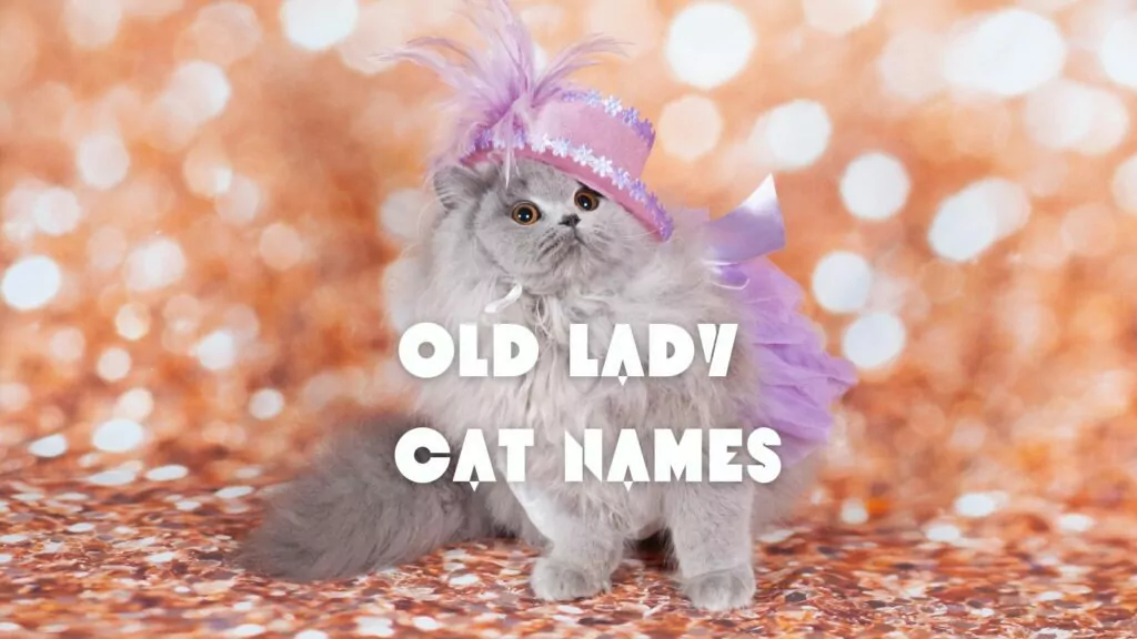 featured old lady CAT NAMES