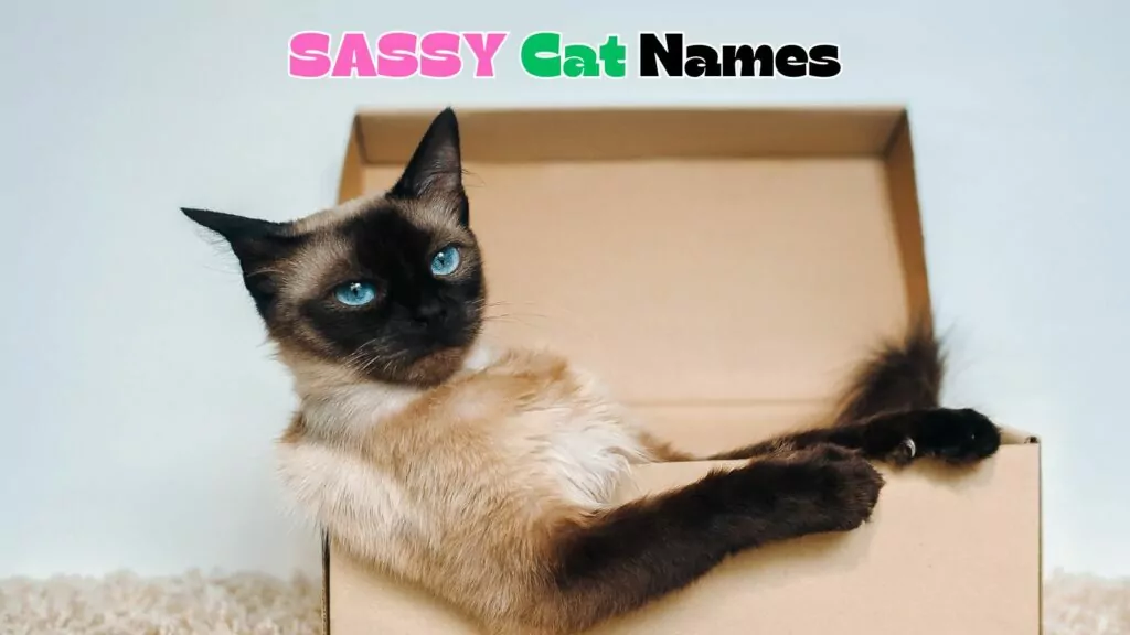 featured sassy cat names 1