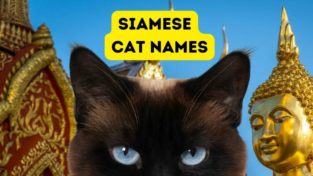 featured siamese cat names