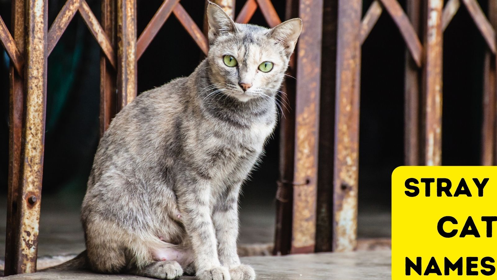 pompsky-pet-yolo-magazin-pet-yolo
